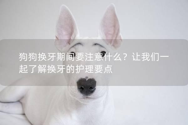狗狗换牙期间要注意什么？让我们一起了解换牙的护理要点