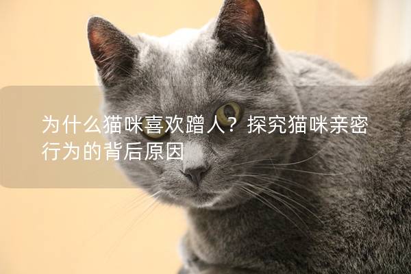 为什么猫咪喜欢蹭人？探究猫咪亲密行为的背后原因