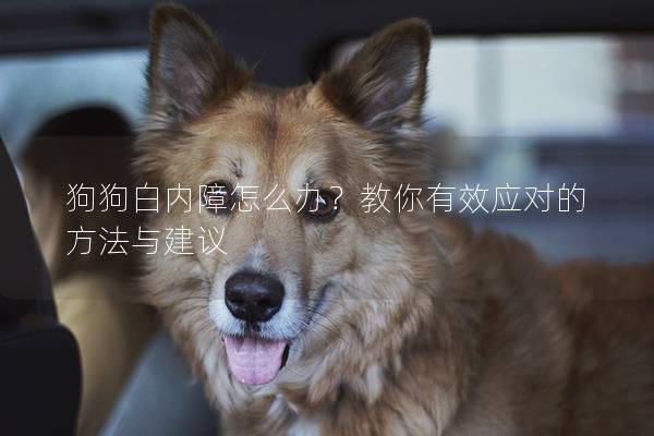 狗狗白内障怎么办？教你有效应对的方法与建议