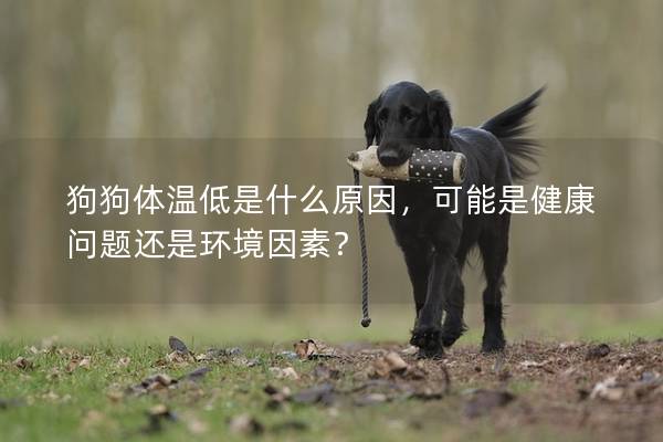 狗狗体温低是什么原因，可能是健康问题还是环境因素？