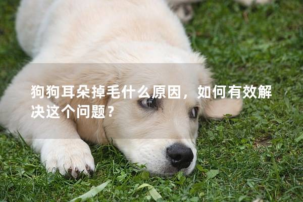 狗狗耳朵掉毛什么原因，如何有效解决这个问题？