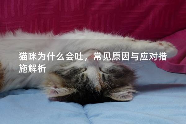 猫咪为什么会吐，常见原因与应对措施解析