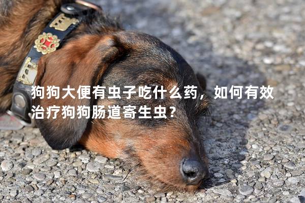 狗狗大便有虫子吃什么药，如何有效治疗狗狗肠道寄生虫？