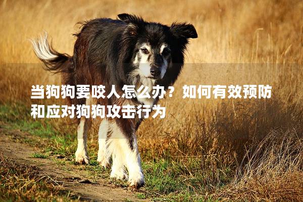 当狗狗要咬人怎么办？如何有效预防和应对狗狗攻击行为
