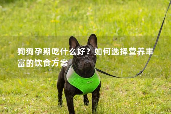 狗狗孕期吃什么好？如何选择营养丰富的饮食方案