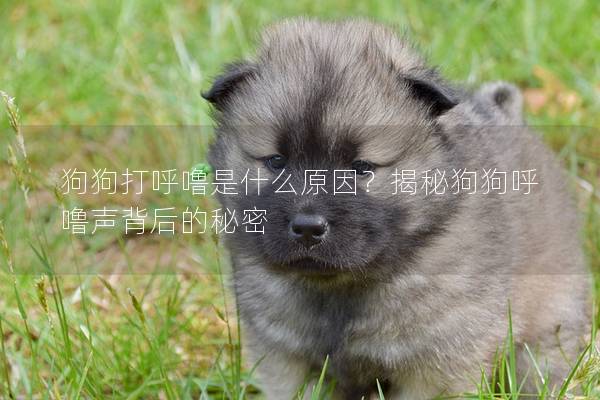 狗狗打呼噜是什么原因？揭秘狗狗呼噜声背后的秘密