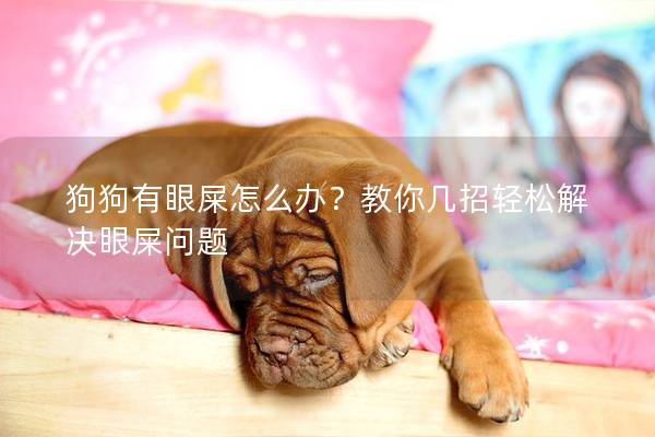 狗狗有眼屎怎么办？教你几招轻松解决眼屎问题