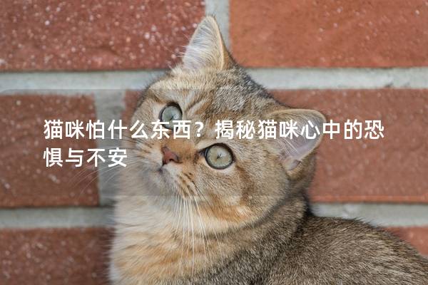 猫咪怕什么东西？揭秘猫咪心中的恐惧与不安