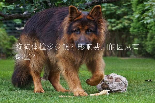 狗狗体检多少钱？影响费用的因素有哪些？