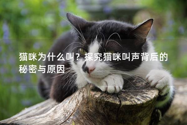 猫咪为什么叫？探究猫咪叫声背后的秘密与原因