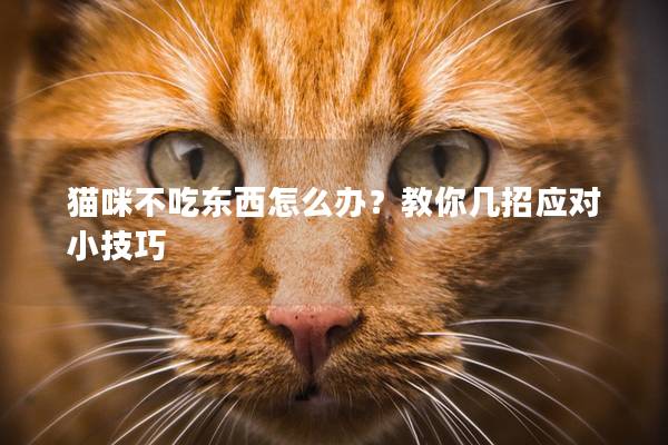 猫咪不吃东西怎么办？教你几招应对小技巧