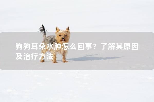 狗狗耳朵水肿怎么回事？了解其原因及治疗方法