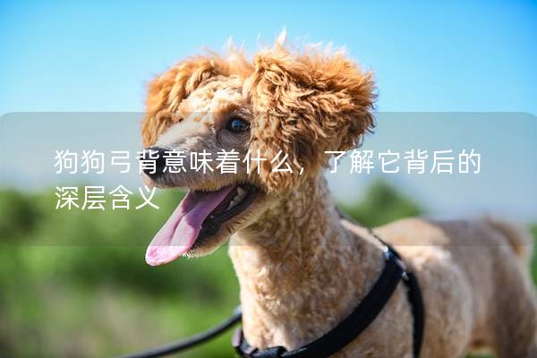 狗狗弓背意味着什么，了解它背后的深层含义