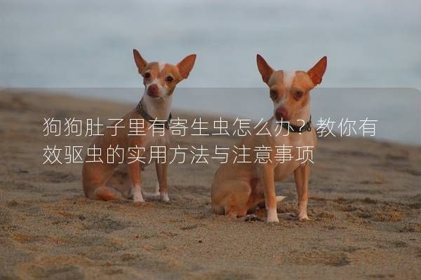 狗狗肚子里有寄生虫怎么办？教你有效驱虫的实用方法与注意事项
