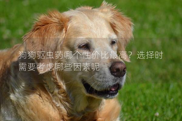 狗狗驱虫药哪个性价比最高？选择时需要考虑哪些因素呢