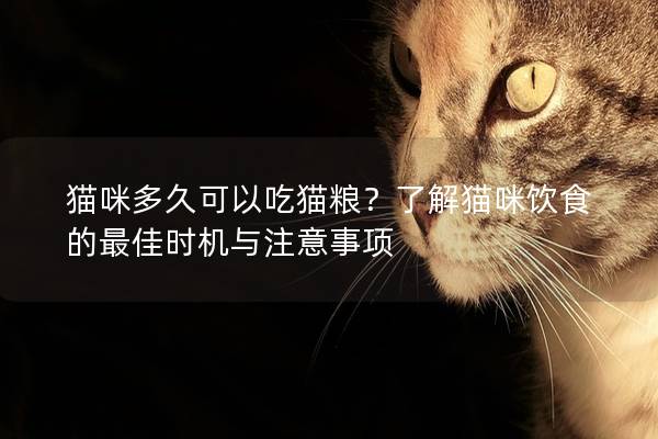 猫咪多久可以吃猫粮？了解猫咪饮食的最佳时机与注意事项