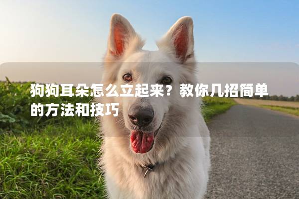 狗狗耳朵怎么立起来？教你几招简单的方法和技巧