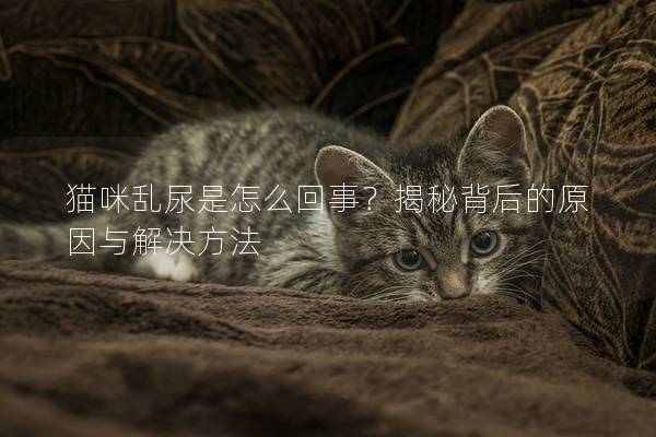 猫咪乱尿是怎么回事？揭秘背后的原因与解决方法