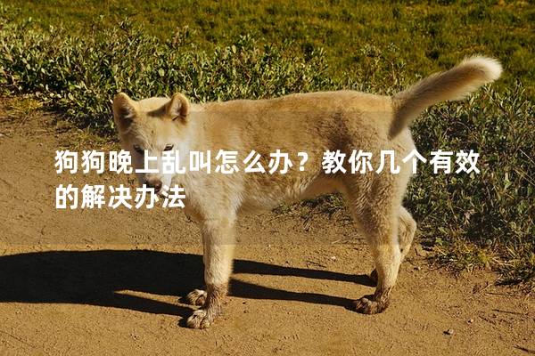 狗狗晚上乱叫怎么办？教你几个有效的解决办法