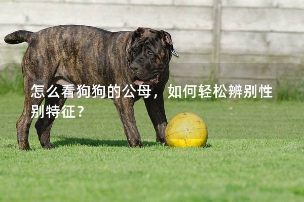 怎么看狗狗的公母，如何轻松辨别性别特征？