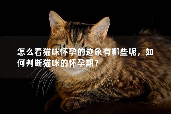 怎么看猫咪怀孕的迹象有哪些呢，如何判断猫咪的怀孕期？