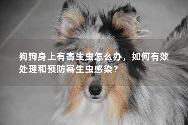 狗狗身上有寄生虫怎么办，如何有效处理和预防寄生虫感染？