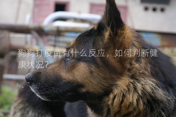 狗狗打疫苗有什么反应，如何判断健康状况？