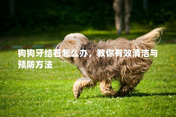 狗狗牙结石怎么办，教你有效清洁与预防方法
