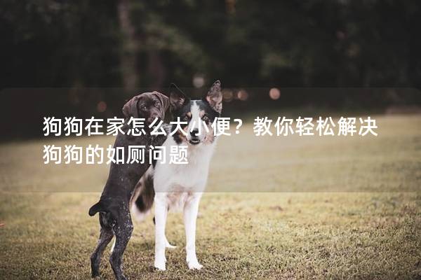 狗狗在家怎么大小便？教你轻松解决狗狗的如厕问题