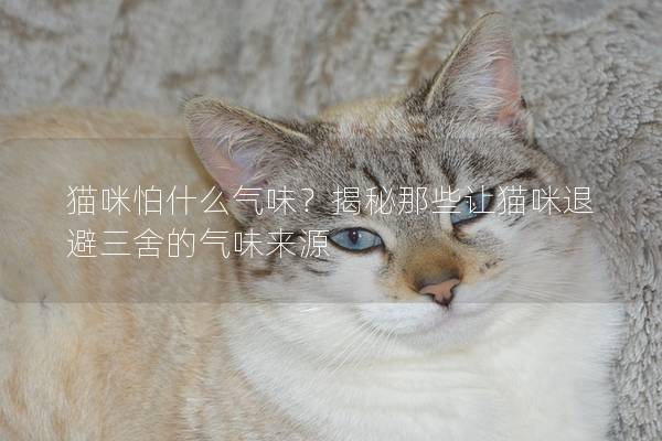 猫咪怕什么气味？揭秘那些让猫咪退避三舍的气味来源