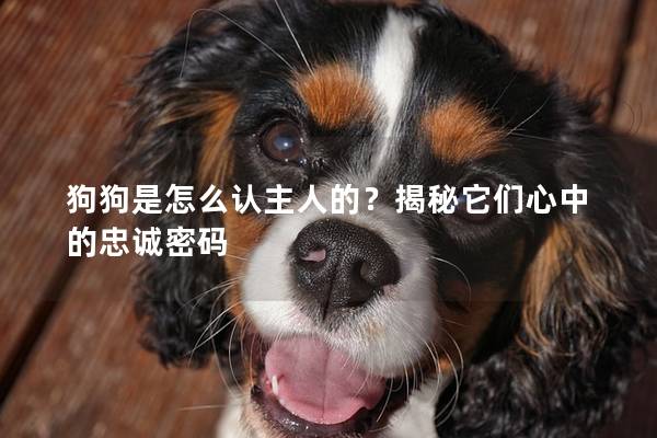 狗狗是怎么认主人的？揭秘它们心中的忠诚密码