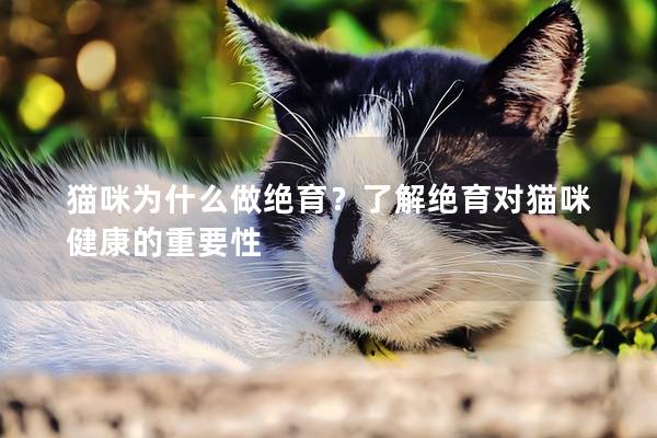猫咪为什么做绝育？了解绝育对猫咪健康的重要性