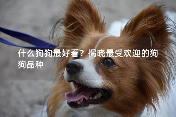 什么狗狗最好看？揭晓最受欢迎的狗狗品种
