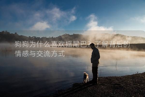 狗狗为什么喜欢摇尾巴？了解背后的情感与交流方式