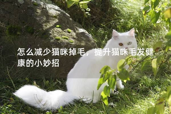怎么减少猫咪掉毛，提升猫咪毛发健康的小妙招