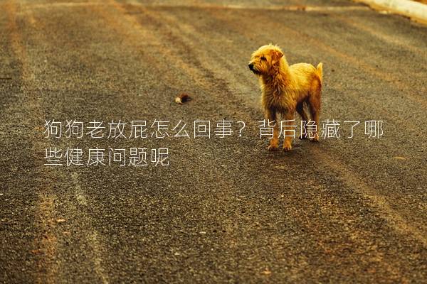 狗狗老放屁怎么回事？背后隐藏了哪些健康问题呢