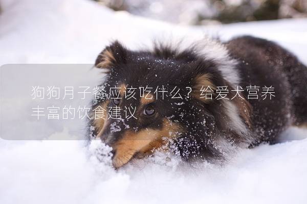 狗狗月子餐应该吃什么？给爱犬营养丰富的饮食建议