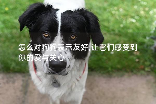 怎么对狗狗表示友好,让它们感受到你的爱与关心