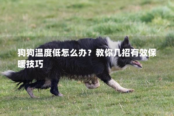 狗狗温度低怎么办？教你几招有效保暖技巧