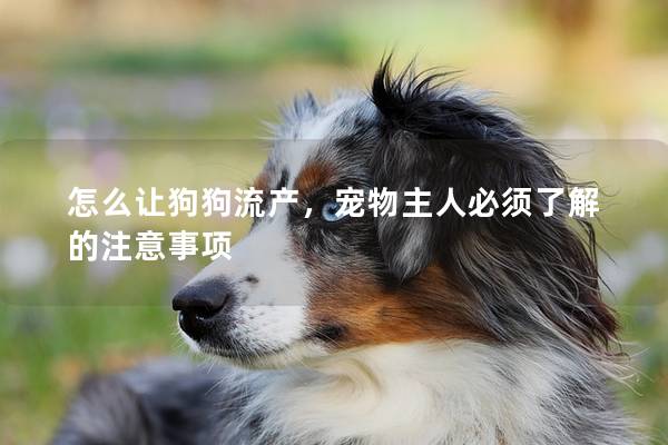 怎么让狗狗流产，宠物主人必须了解的注意事项