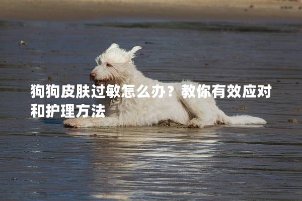 狗狗皮肤过敏怎么办？教你有效应对和护理方法