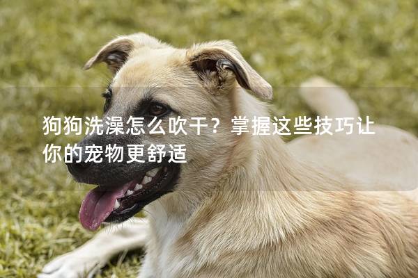 狗狗洗澡怎么吹干？掌握这些技巧让你的宠物更舒适