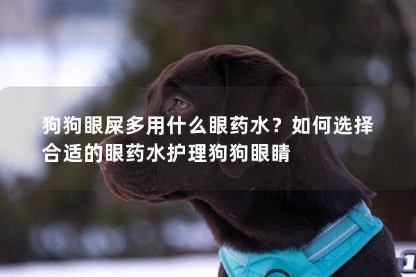 狗狗眼屎多用什么眼药水？如何选择合适的眼药水护理狗狗眼睛