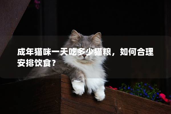 成年猫咪一天吃多少猫粮，如何合理安排饮食？