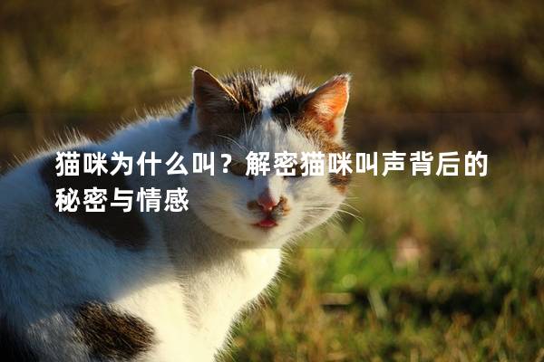 猫咪为什么叫？解密猫咪叫声背后的秘密与情感