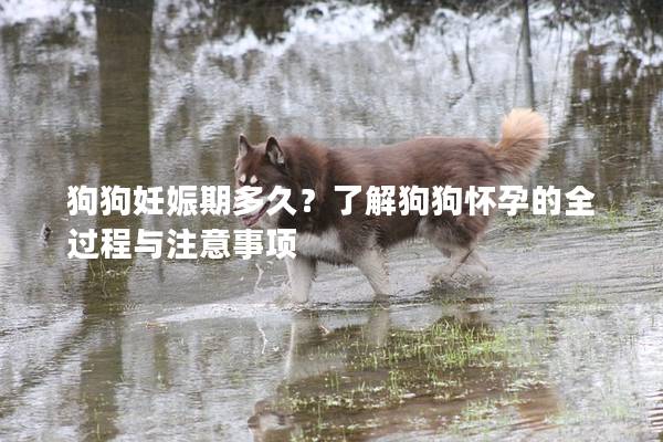 狗狗妊娠期多久？了解狗狗怀孕的全过程与注意事项