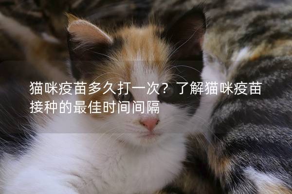 猫咪疫苗多久打一次？了解猫咪疫苗接种的最佳时间间隔