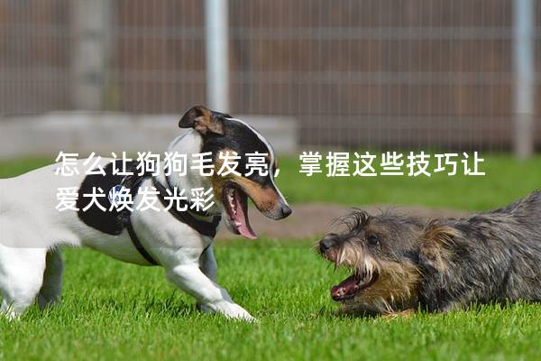 怎么让狗狗毛发亮，掌握这些技巧让爱犬焕发光彩