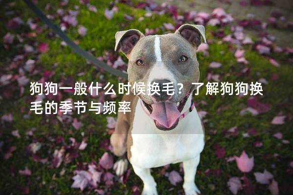 狗狗一般什么时候换毛？了解狗狗换毛的季节与频率