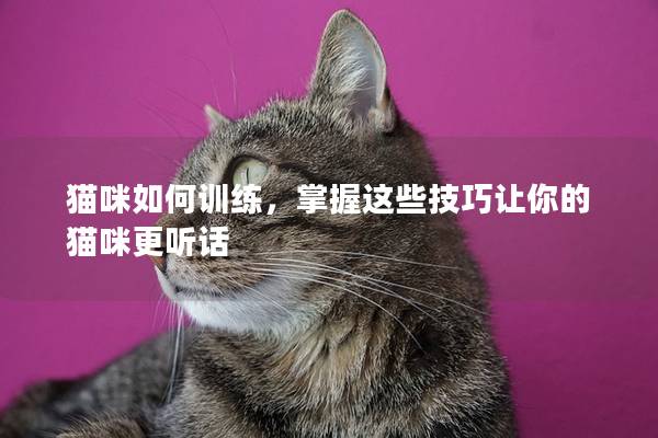 猫咪如何训练，掌握这些技巧让你的猫咪更听话